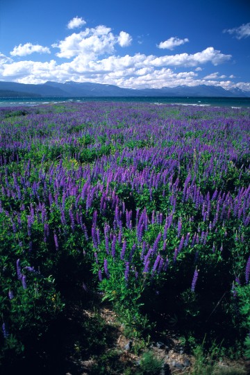 Lake Tahoe Lupines,